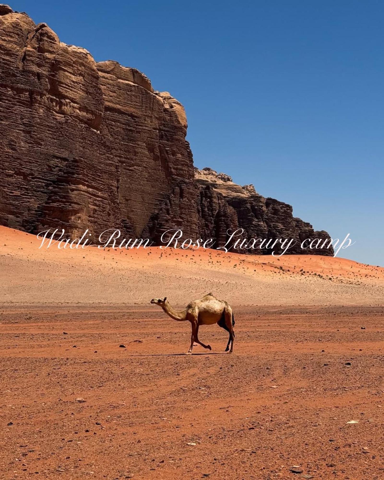 Wadi Rum Rose Luxury Camp Bagian luar foto